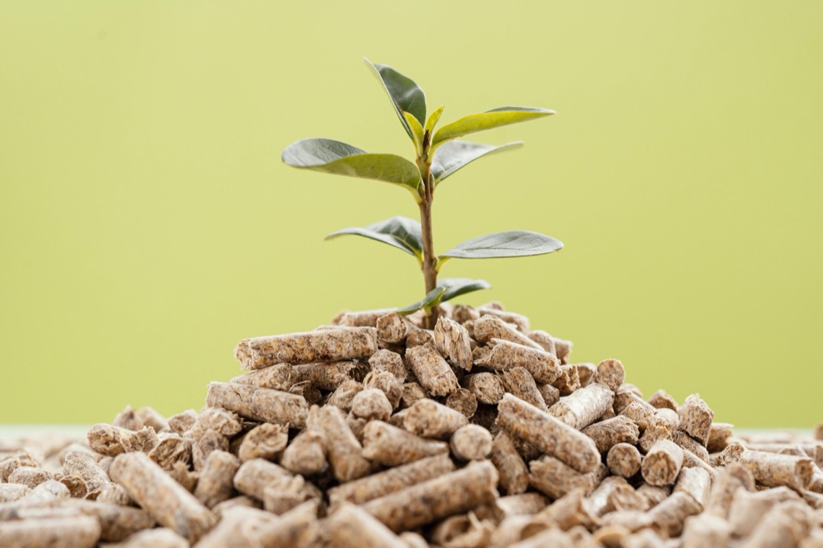 Superb Biomass (Briquettes) - Sustainable biomass energy pellets